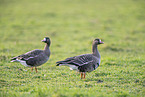 white-fronted geese