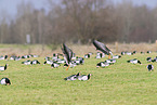 white-fronted geese