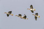 white-fronted geese