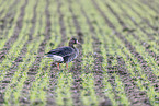 white-fronted goose