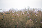 white-fronted geese