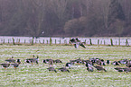 white-fronted geese