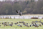 white-fronted geese