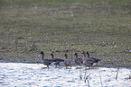 white-fronted geese