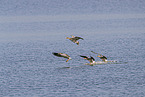 white-fronted geese