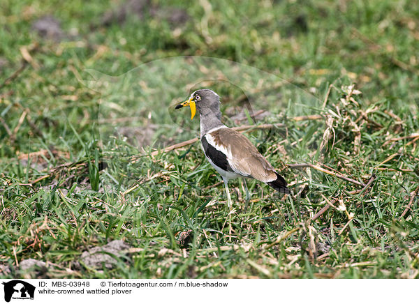 Weischeitelkiebitz / white-crowned wattled plover / MBS-03948