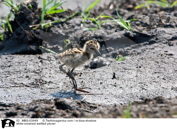 white-crowned wattled plover / MBS-03949