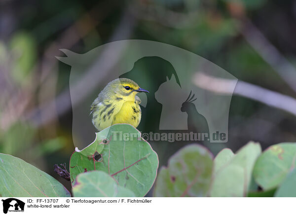 Rotscheitel-Waldsnger / white-lored warbler / FF-13707