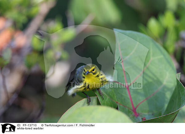 Rotscheitel-Waldsnger / white-lored warbler / FF-13710