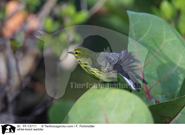 Rotscheitel-Waldsnger / white-lored warbler / FF-13711