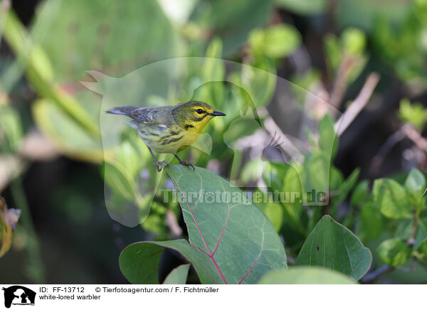 Rotscheitel-Waldsnger / white-lored warbler / FF-13712