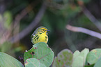 white-lored warbler