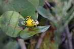 white-lored warbler