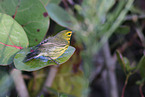 white-lored warbler