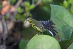 white-lored warbler