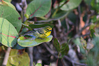 white-lored warbler