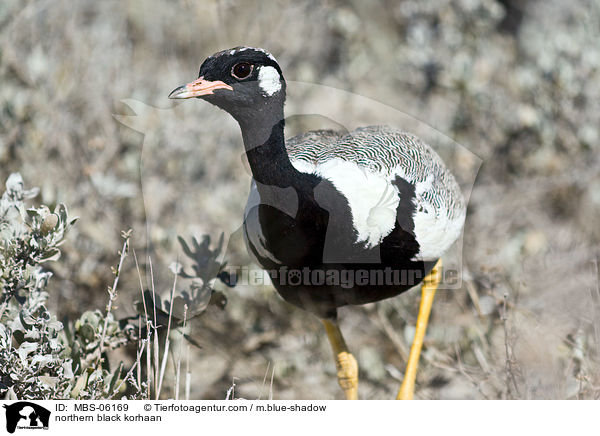 Weiflgeltrappe / northern black korhaan / MBS-06169