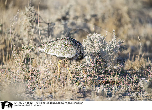 northern black korhaan / MBS-11852