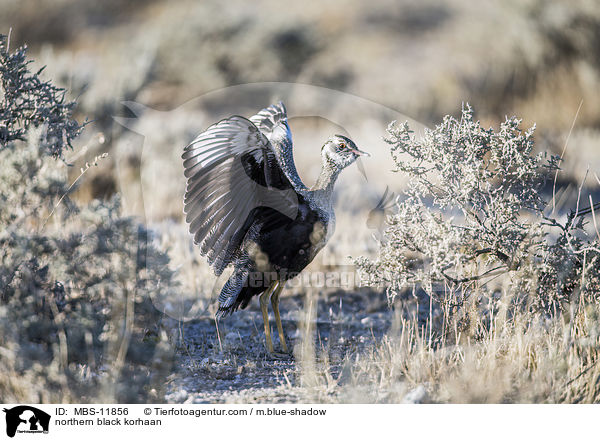 northern black korhaan / MBS-11856