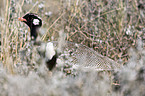 northern black korhaan