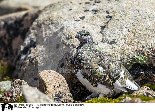 Weischwanz-Schneehuhn / White-tailed Ptarmigan / MBS-10258