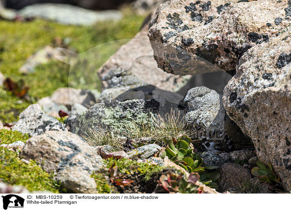 White-tailed Ptarmigan / MBS-10259