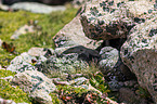 White-tailed Ptarmigan