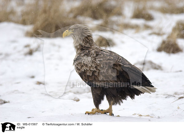 Seeadler / eagle / WS-01567