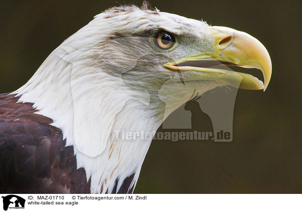 Seeadler / white-tailed sea eagle / MAZ-01710