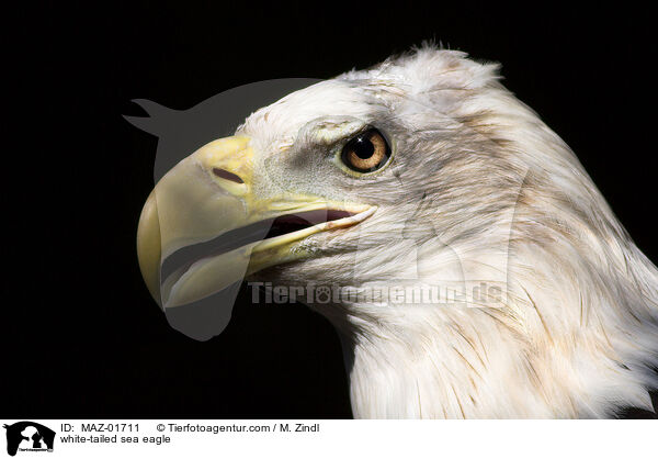 Seeadler / white-tailed sea eagle / MAZ-01711