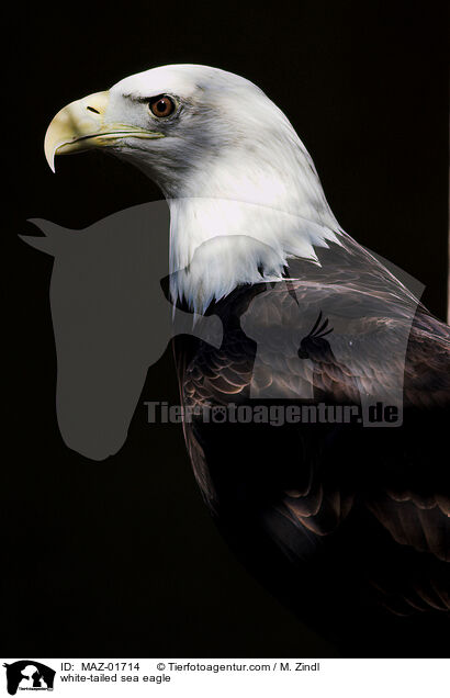 white-tailed sea eagle / MAZ-01714