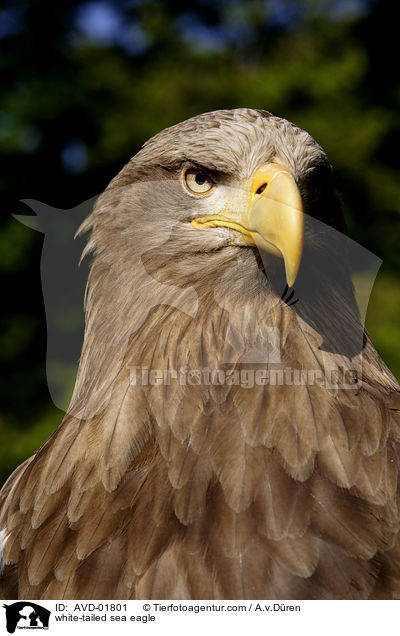 white-tailed sea eagle / AVD-01801