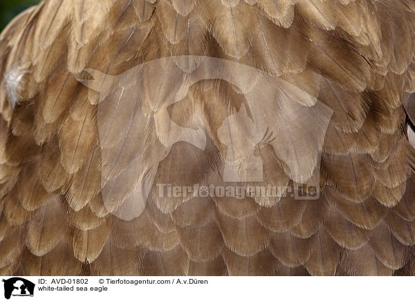 white-tailed sea eagle / AVD-01802