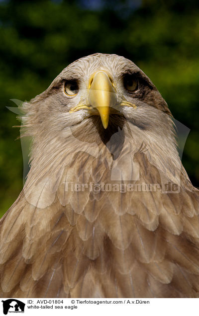 Seeadler / white-tailed sea eagle / AVD-01804