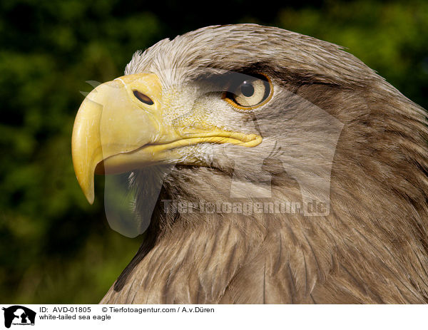 Seeadler / white-tailed sea eagle / AVD-01805