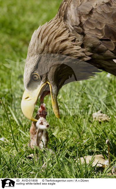 fressender Seeadler / eating white-tailed sea eagle / AVD-01808