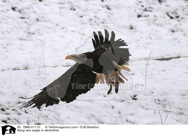 fliegender Seeadler im Winter / flying sea eagle in wintertime / DMS-01110