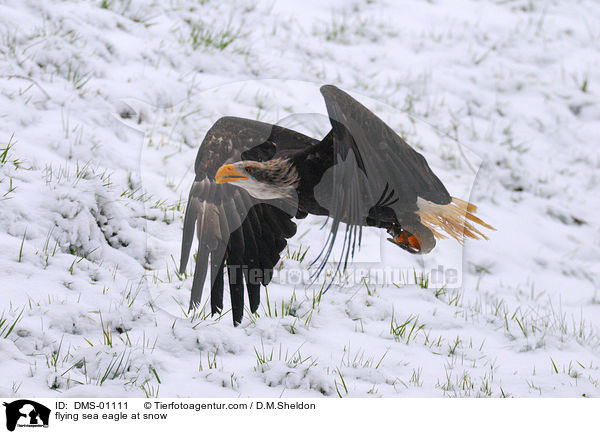 flying sea eagle at snow / DMS-01111