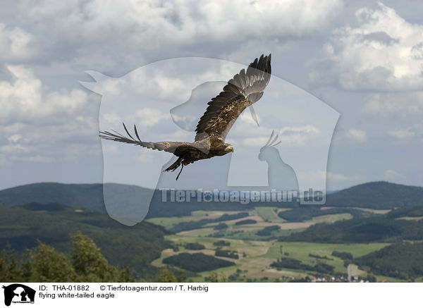 fliegender Seeadler / flying white-tailed eagle / THA-01882