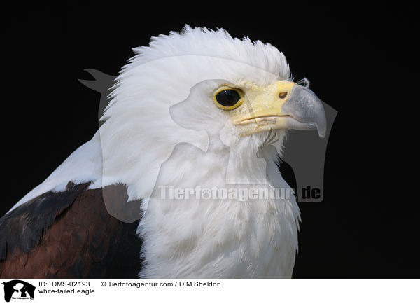 white-tailed eagle / DMS-02193