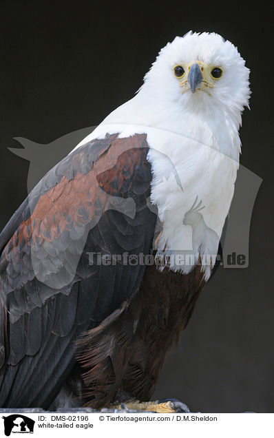 Seeadler / white-tailed eagle / DMS-02196