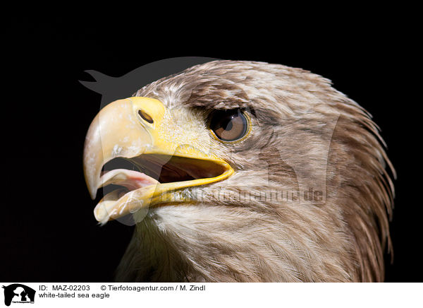 Seeadler / white-tailed sea eagle / MAZ-02203