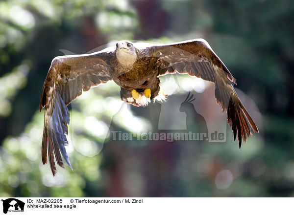 Seeadler / white-tailed sea eagle / MAZ-02205