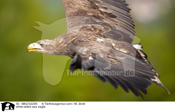 Seeadler / white-tailed sea eagle / MAZ-02206