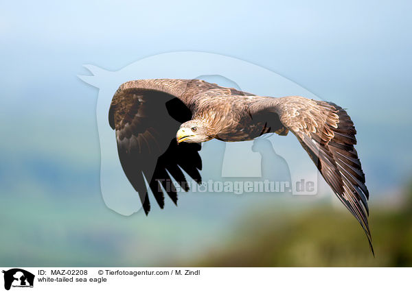 Seeadler / white-tailed sea eagle / MAZ-02208