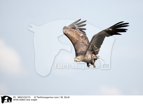 Seeadler / white-tailed sea eagle / MAZ-02210