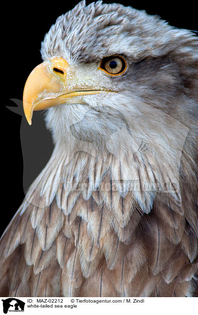 Seeadler / white-tailed sea eagle / MAZ-02212