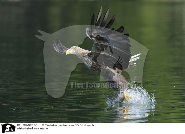 Seeadler / white-tailed sea eagle / DV-02336
