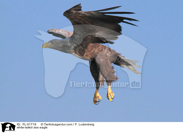 Seeadler / white-tailed sea eagle / FL-01718