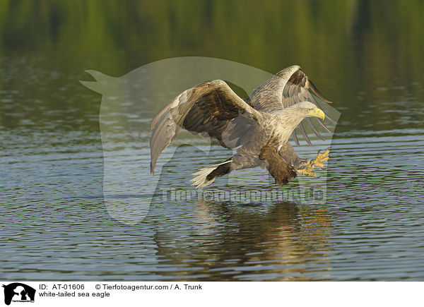 Seeadler / white-tailed sea eagle / AT-01606